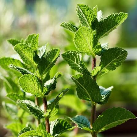 Peppermint Mentha piperita seeds for growing an aromatic perennial herb
