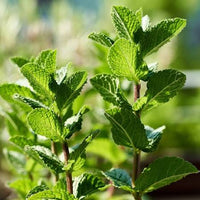 Peppermint Mentha piperita seeds for growing an aromatic perennial herb