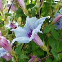 Kikyo Blue Silk – Garden Flower Seeds