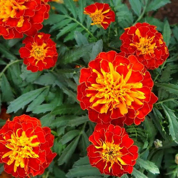 French Marigold ornamental flower garden seeds for growing colorful annual flowers.
