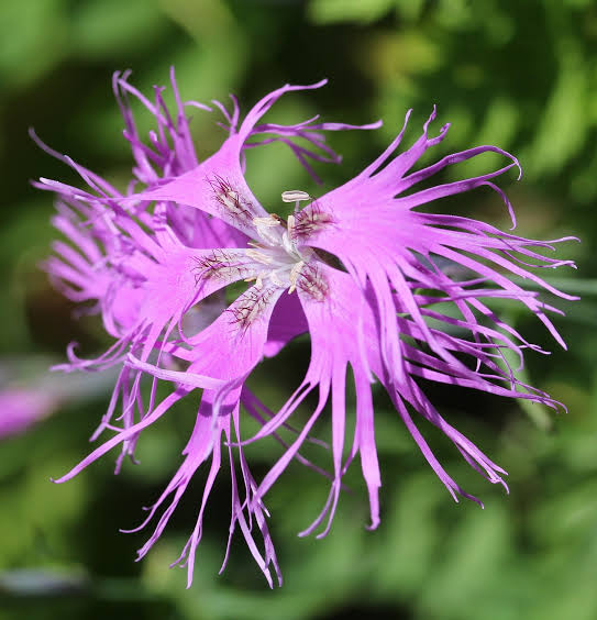 Fringed Pink Dianthus superbus flowers displaying delicate, deeply cut petals