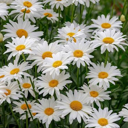 Chrysanthemum leucanthemum perennial flower seeds for outdoor garden planting