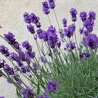 English Lavender Perennial Flower Garden Seeds Lavandula angustifolia for Home Gardens
