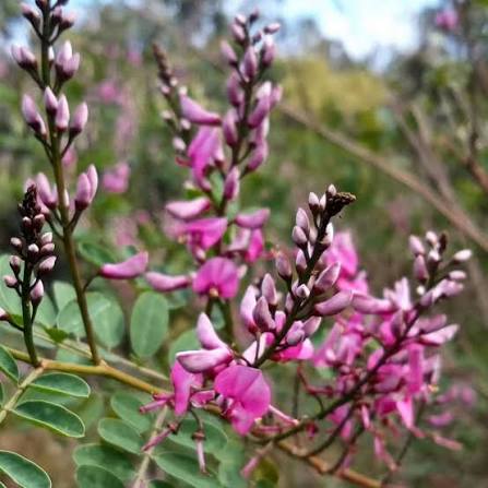 Pink-Flowered Japanese Indigo ornamental plant seeds for garden planting