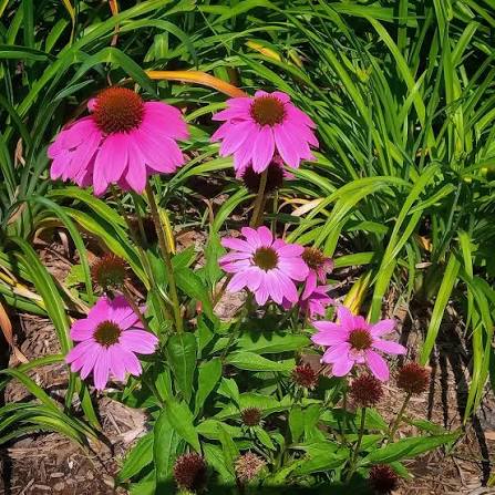 Essential Medicinals Echinacea purpurea Purple Coneflower botanical plant product.
