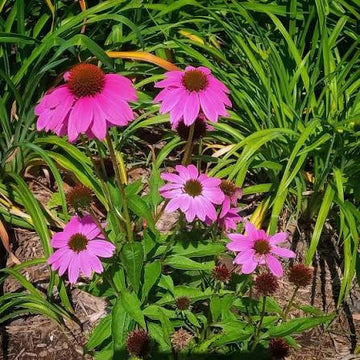 Essential Medicinals Echinacea purpurea Purple Coneflower botanical plant product.