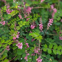 Japanese Pink Indigo Persicaria tinctoria planting seeds for home gardening.