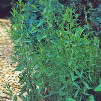 Organic Russian Tarragon Artemisia dracunculoides seeds for herb gardening