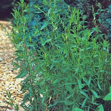 Organic Russian Tarragon Artemisia dracunculoides seeds for herb gardening