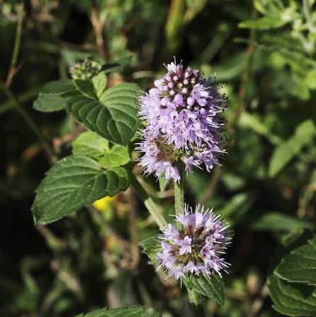 Mentha aquatica Water Mint plant with green foliage and rounded clusters of small flowers.