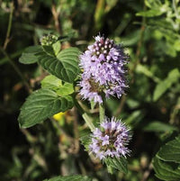 Mentha aquatica Water Mint plant with green foliage and rounded clusters of small flowers.