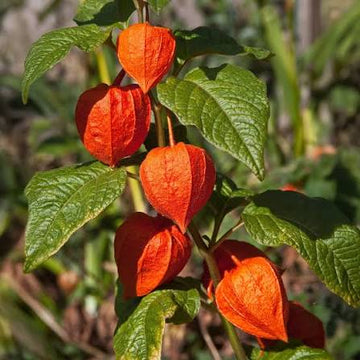 Japanese Lantern Physalis alkekengi franchetii ornamental plant seeds for garden cultivation