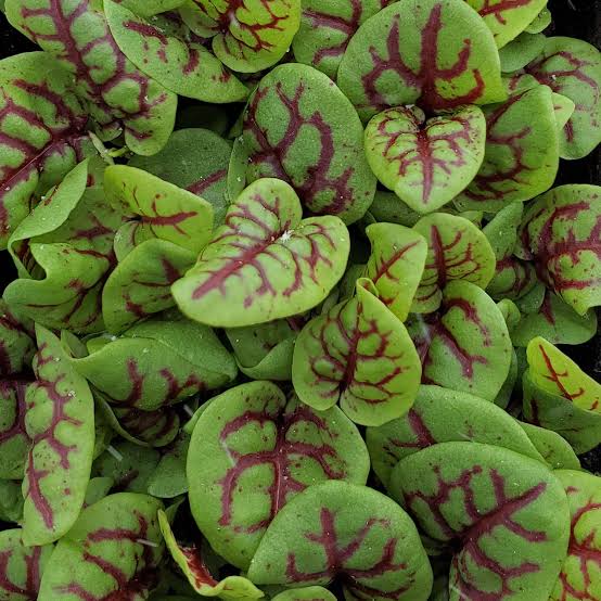 Red-Veined Dock ornamental foliage showing distinctive red and purple leaf patterns.
