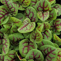 Red-Veined Dock ornamental foliage showing distinctive red and purple leaf patterns.