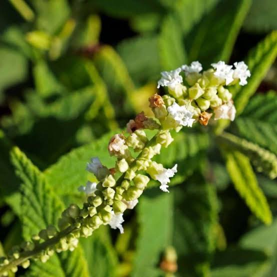 Cordia verbenacea tropical plant seeds for botanical gardening