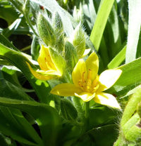 African Star Hypoxis Seeds – Hypoxis hemerocallidea for Ornamental Gardens