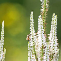 Veronicastrum virginicum Culver’s Root showing upright stems and distinctive flower spikes.