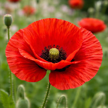Hayflower Herbal Pasture Mix Seeds for Meadow and Garden Planting