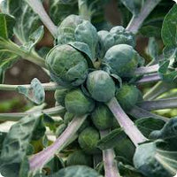Brussels Cabbage – Hardy Vegetable Seeds