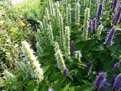 Giant Yellow Hyssop Agastache nepetoides perennial flowering plant with tall green stems, toothed leaves, and pale yellow flower spikes