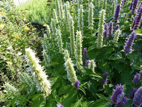 Giant Yellow Hyssop Agastache nepetoides perennial flowering plant with tall green stems, toothed leaves, and pale yellow flower spikes