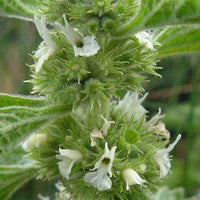 White Horehound, Marrubium vulgare Seeds for Botanical Gardens
