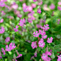 Nodding Catchfly – Hardy Wildflower Garden Seeds
