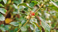 Withania somnifera Ashwagandha plant with green foliage