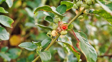Withania somnifera Ashwagandha seeds for home garden planting