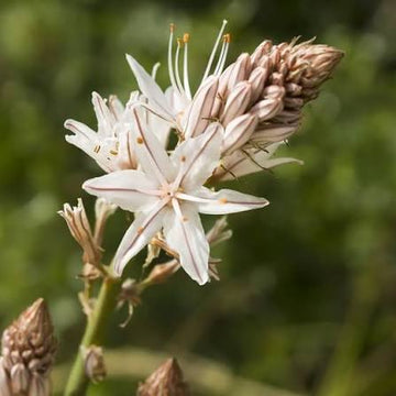 White Asphodel Asphodelus albus seeds for ornamental gardening