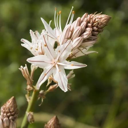 White Asphodel Asphodelus albus seeds for ornamental gardening