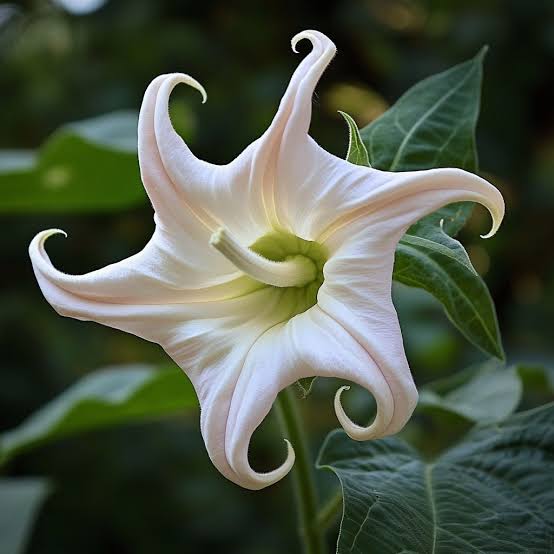 Datura inoxia ornamental flowering plant for moon gardens and outdoor landscapes