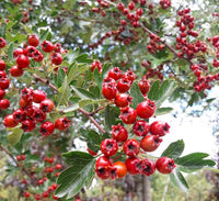 Wild Form Hawthorn Crataegus monogyna flowering tree with clusters of white blossoms, deeply lobed green leaves, and red autumn haws