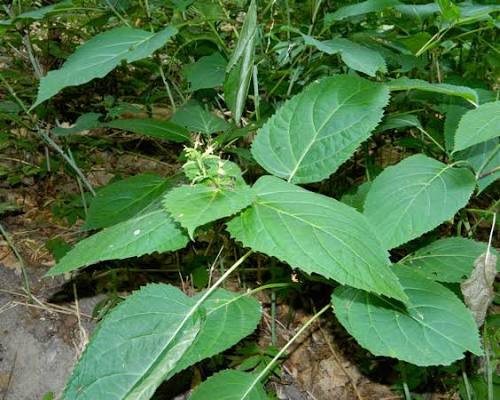 Stoneroot Collinsonia canadensis Seeds for Woodland Gardens and Native Perennial Planting