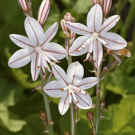 Asphodel Asphodelus albus seeds for ornamental garden planting