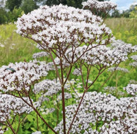 Valerian plant with green divided foliage and clusters of small flowers.