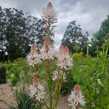 Asphodel Asphodelus albus seeds for perennial flower gardens