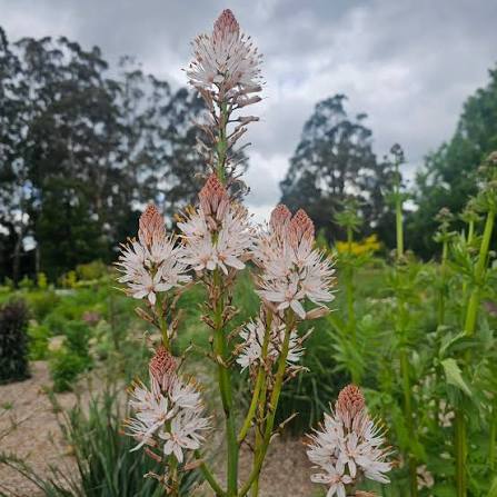 Asphodel Asphodelus albus seeds for perennial flower gardens