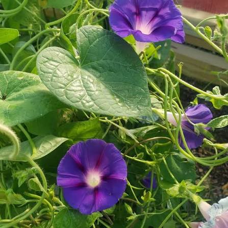 Grandpa Ott’s Morning Glory flowering vine growing along a garden trellis or fence.
