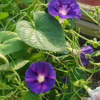 Grandpa Ott’s Morning Glory flowering vine growing along a garden trellis or fence.