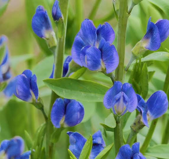 Blue Indigo Baptisia australis perennial flowering plant with upright blue-violet flower spikes, blue-green foliage, and decorative seed pods