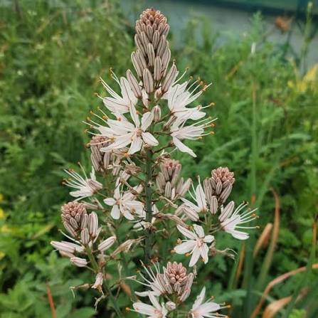 White Asphodel Asphodelus albus seeds for perennial flower gardening