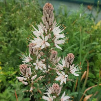 White Asphodel Asphodelus albus seeds for perennial flower gardening
