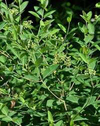 Indian Hemp Seeds – Apocynum cannabinum for Botanical Gardens