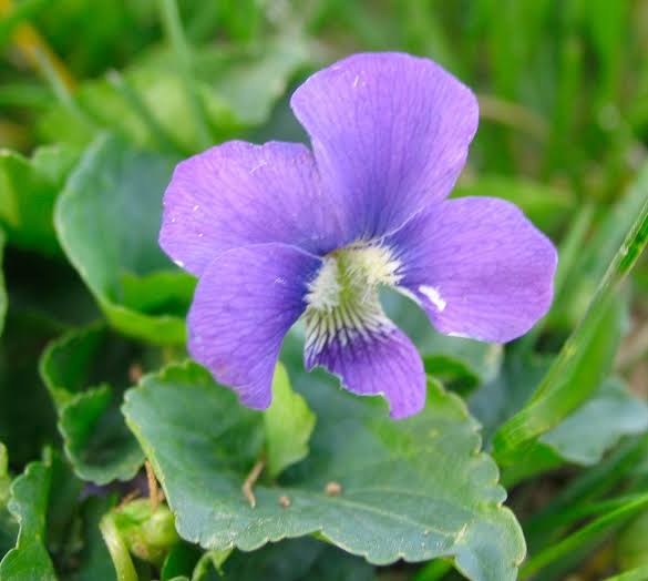 Heartsease Violet Viola tricolor Johnny-Jump-Up flowers with purple, yellow, and cream petals, dark central markings, and small green leaves