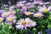 Aster oblongifolius Aromatic Aster Flower Seeds for Native Wildflower Gardens