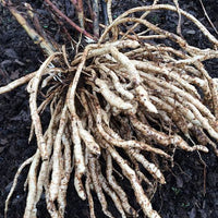 Skirret Seeds – Sium sisarum Garden Planting Seeds