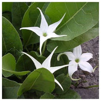Jaborosa sativa flowering perennial plant from northwestern Argentina, belonging to the Solanaceae family