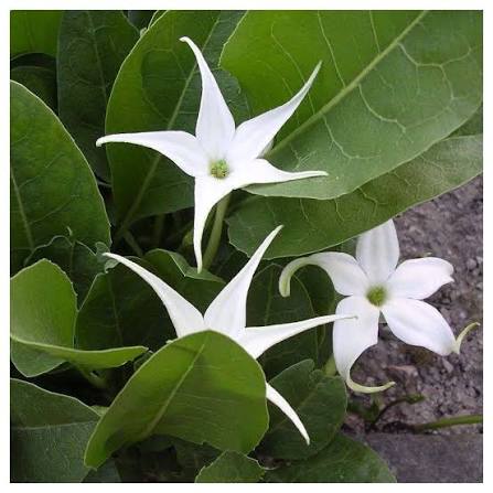 Jaborosa sativa flowering perennial plant from northwestern Argentina, belonging to the Solanaceae family