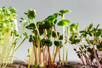 Microgreens Mix - Basil, Onion, Radish, Alfalfa, Wheatgrass - 5 of The Best